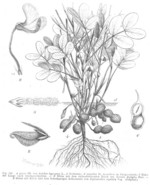 Pflanze, Zeichnung*
