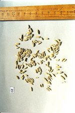 F. dulcis fructus, Foto****